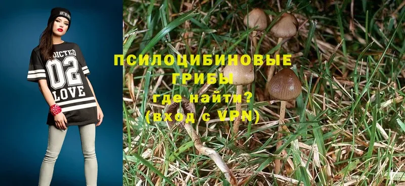 Галлюциногенные грибы Psilocybe Шадринск